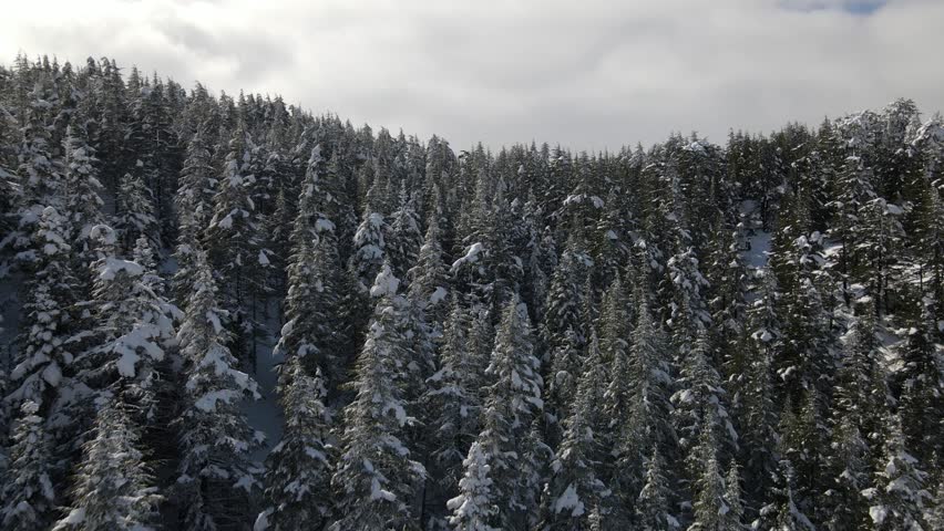  Aerial view of frozen trees on mountain top covered with white snow on a cold cloudy day, every tree branch is completely covered with snow