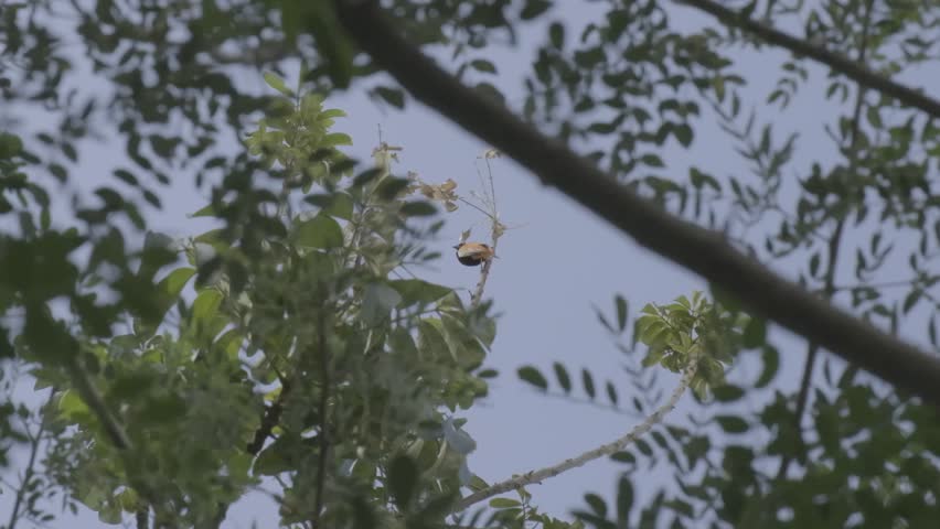 Bird in tree moving and sitting