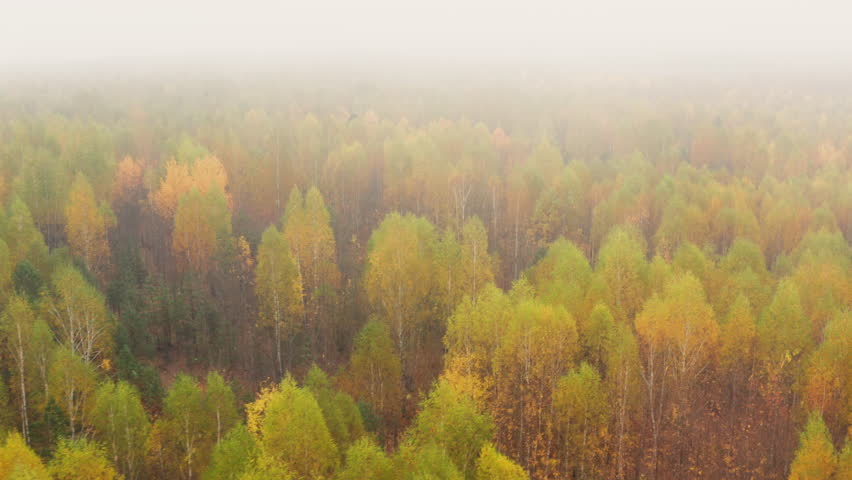 Aerial view over the autumn golden birch forest throug the clouds and fog
