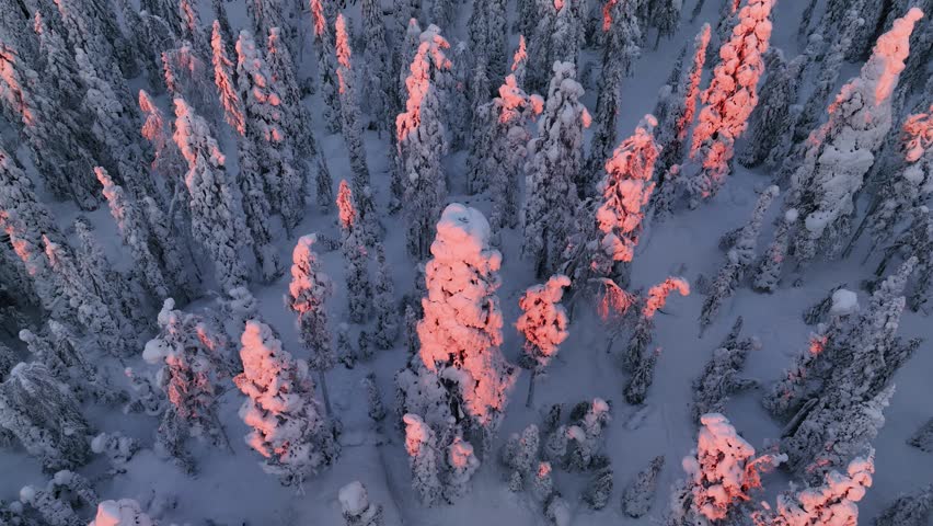 Aerial view in front of a snow covered tree, in middle of snowy forest, winter sunset in Lapland - descending, tilt, drone shot Royalty-Free Stock Footage #1098810731