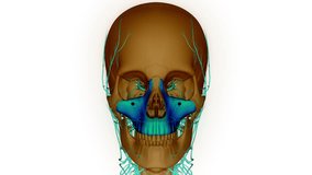 Human Skeleton System Skull Bone Parts Maxilla Anatomy Animation Concept. 3D