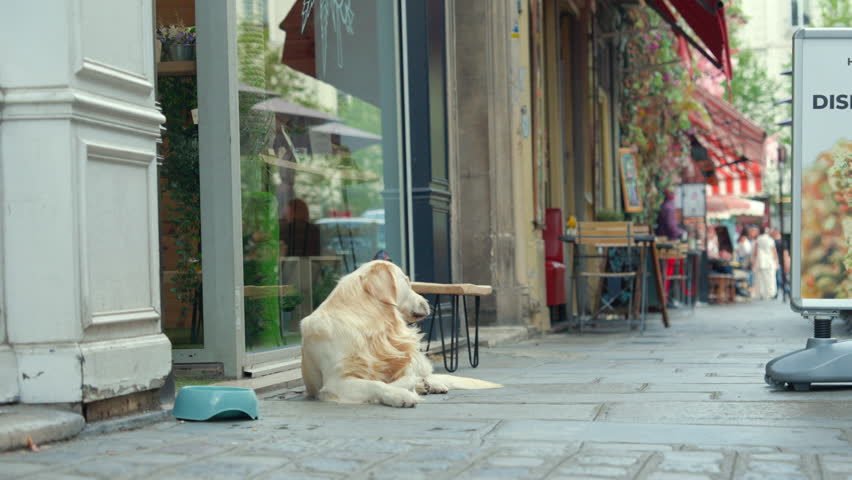 Golden Retriever waiting outside a shop in Paris Royalty-Free Stock Footage #1098812115