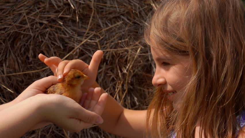 Close-up of an adorable long-haired girl looking at the cute chicken on the village farm outdoors 