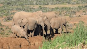 African elephants (Loxodonta africana) drinking water, Addo Elephant National Park, South Africa