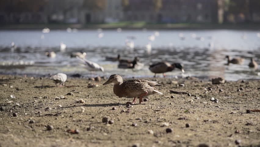 Brown duck finds food on river bank with other birds