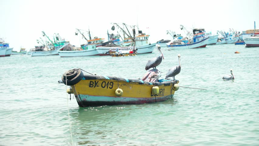 pepelicans on a fishing boat on the seashore
