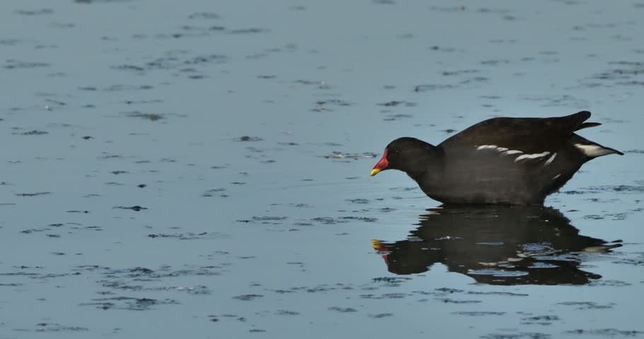 Common moorhen swimming , The Camargue in France