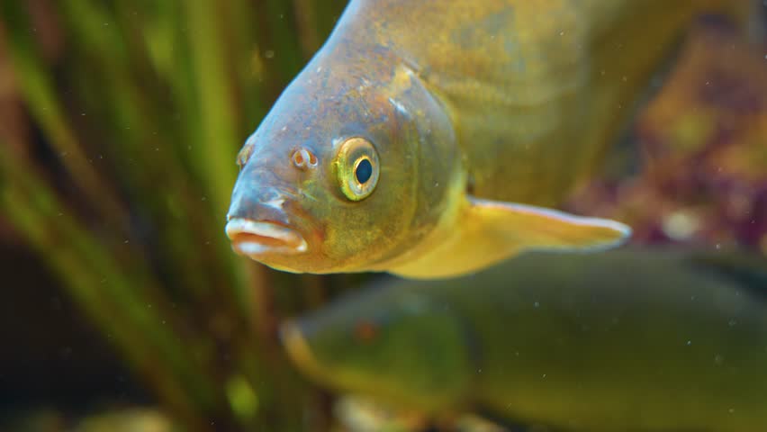 Close up of carp head relaxing underwater | Shutterstock HD Video #1098823693