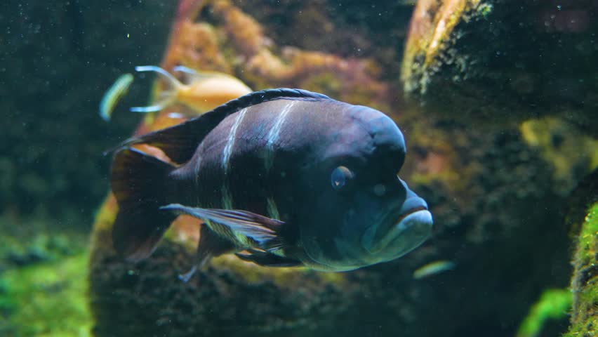 Close up of a Humphead cichlid fish resting underwater	 | Shutterstock HD Video #1098824059