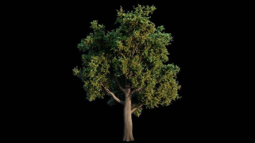 Growing oak tree on black background (with luma matte, cg animation)  Royalty-Free Stock Footage #1098824081