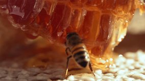 Bees swarming on honeycomb, extreme macro footage. Insects working in wooden beehive, collecting nectar from pollen of flower, create sweet honey. Filmed on a high-speed cinema camera, 1000 fps