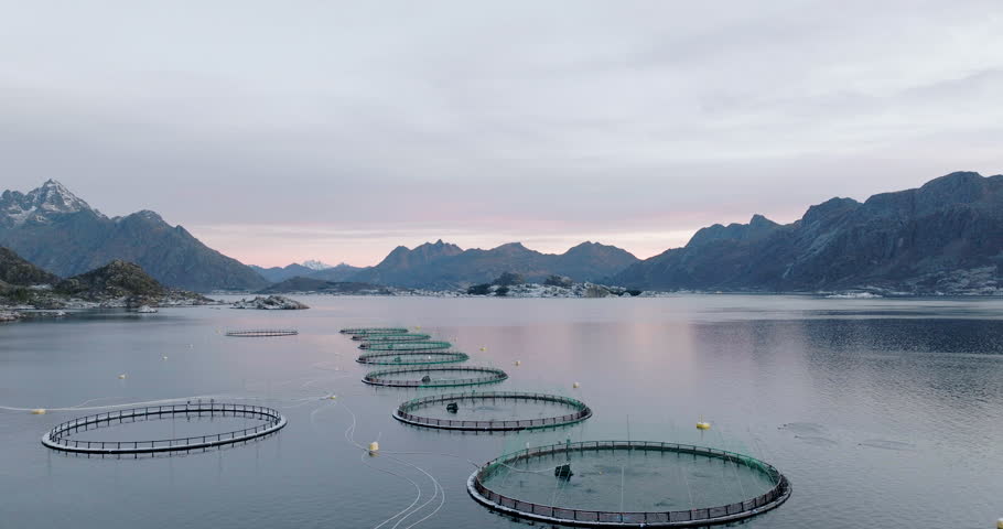 Salmon fish farm off the coast of Norway, Aerial drone farm. Norwegian Royalty-Free Stock Footage #1098833355