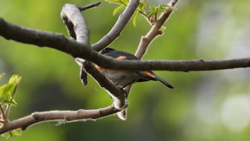 Closeup Of A Male American Redstart Bird Perching On Tree Branch Then Fly Away. Setophaga Ruticilla.