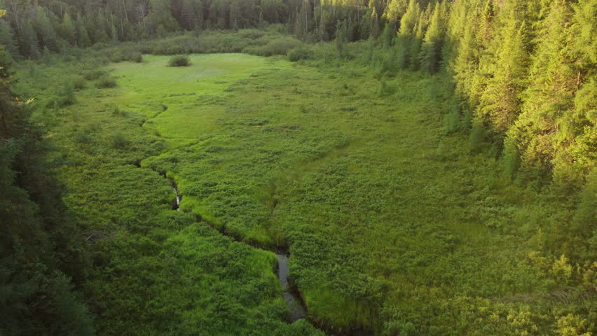 Aerial View Above River in Algonquin Park Overshadowed by Tall Pine Trees Cast in Early Sunrise Light, Ontario, Canada