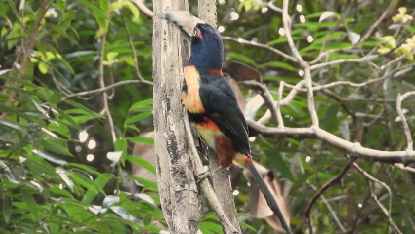 Collared Aracari Climbs On Dry Branches Of A Tree Hanging In The Wilderness. closeup