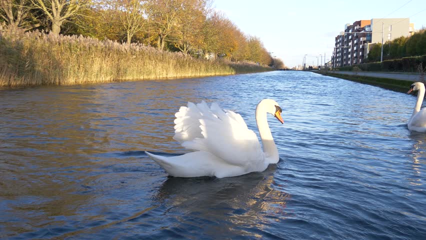 Lovely Mute Swans Swimming On The Grand Canal In Dublin, Ireland. Close Up