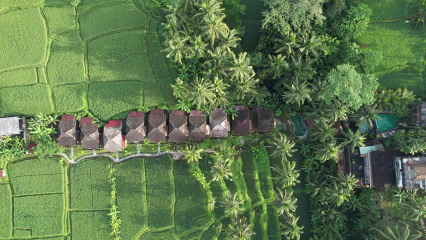 The Bali Terrace Rice Fields | Shutterstock HD Video #1098835835