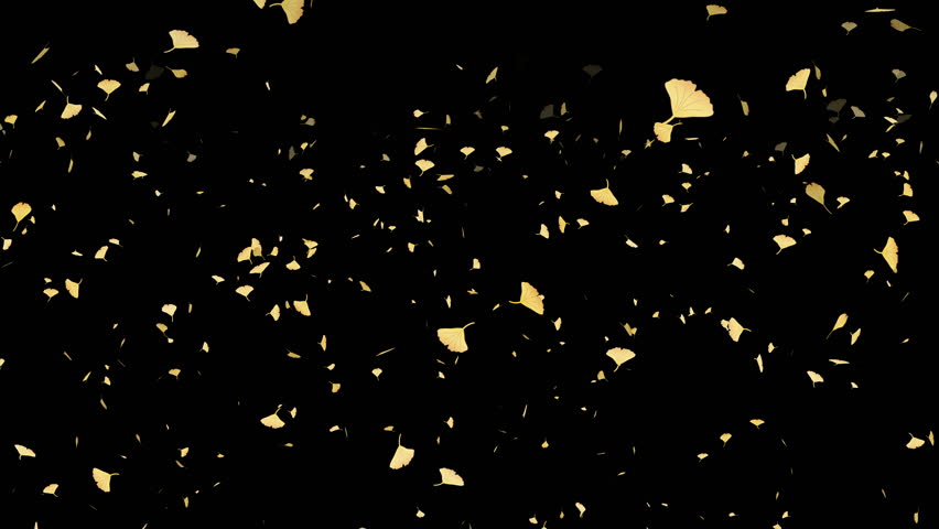 Background animation of ginkgo leaves falling in the wind(transparent background) | Shutterstock HD Video #1098836573