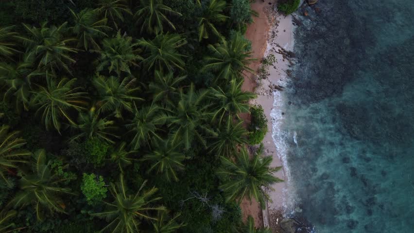 Topdown view along forested coastline, Sandy beach with turquoise water, Sri Lanka Royalty-Free Stock Footage #1098838785