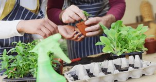 Video of midsection of diverse couple potting seedlings together at home, with copy space. Happiness, inclusivity, free time, ecology, togetherness and domestic life.