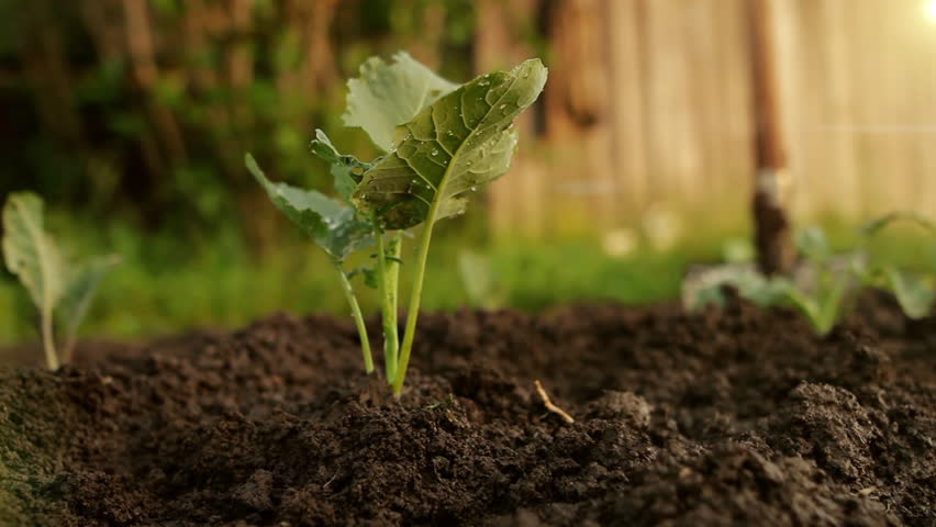 Close up view watering plants in outdoor bed, work in garden, planting vegetables herbs. Young plant garden. Agriculture, farming, gardening hobby, fresh green plants concept. Growing plants in spring Royalty-Free Stock Footage #1098843431