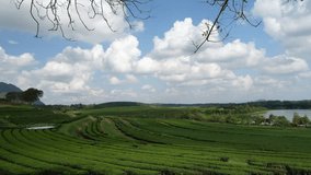 Tea plantations inside Singha park. Green tea field. Chiang Rai, Thailand. Northern Thailand's best travel destinations. 4k video
