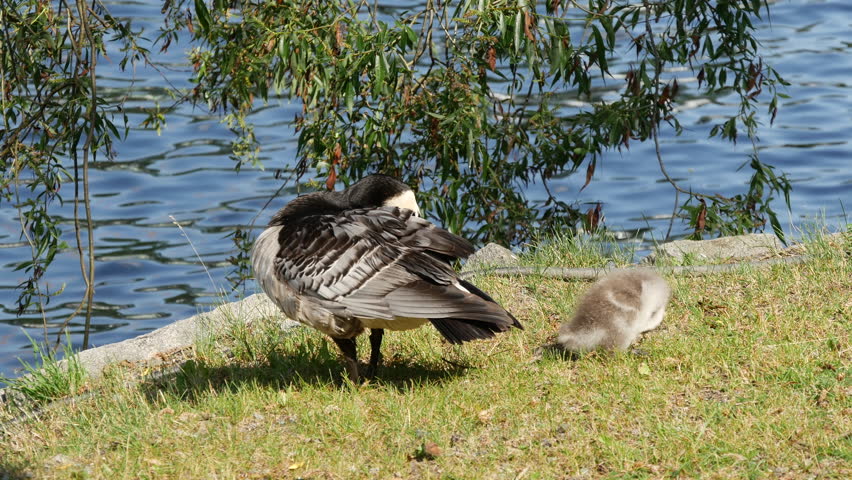 canada geese young stockholm sweden Stock Footage Video (100% Royalty