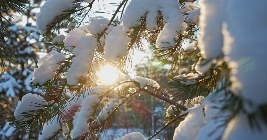  Snowy pine tree branches  close-up in December while sunset. Coniferous snowy tree in winter with a sun rays. Snowy pine branches over blu sky. Beautiful winter snow landscape with a sun. 