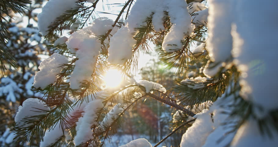  Snowy pine tree branches  close-up in December while sunset. Coniferous snowy tree in winter with a sun rays. Snowy pine branches over blu sky. Beautiful winter snow landscape with a sun.  Royalty-Free Stock Footage #1098850383