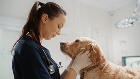 Beautiful Female Veterinarian Petting a Noble Golden Retriever Dog. Healthy Pet on a Check Up Visit in Modern Veterinary Clinic with Happy Caring Doctor - Powered by Shutterstock - Get 15% off with code: PIKWIZARD15
