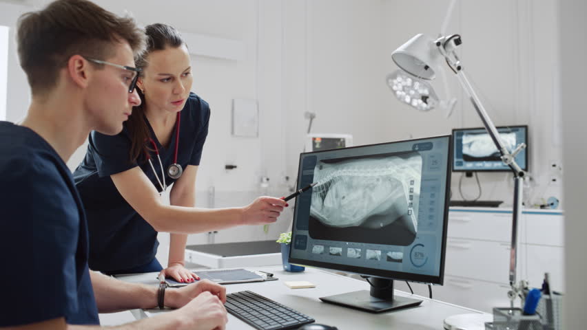 Female and Male Veterinarians Using Computer with Veterinary Clinic Online Medical Database Software with a Pet X-Ray Scans. Two Veterinarians Discussing Work, Talking and Pointing at the Display | Shutterstock HD Video #1098851805