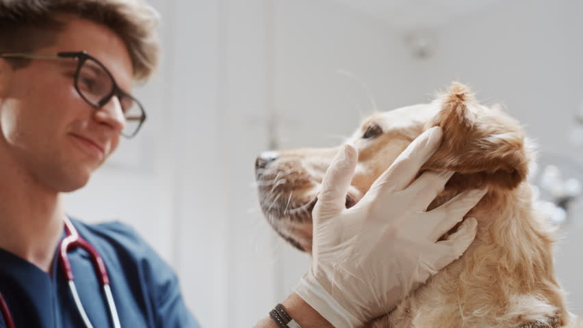 Young Handsome Veterinarian Petting a Noble Golden Retriever Dog. Healthy Pet on a Check Up Visit in Modern Veterinary Clinic with a Professional Caring Doctor | Shutterstock HD Video #1098851893