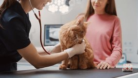 Veterinarian Using Stethoscope to Examining Breathing of a Pet Maine Coon Sitting on a Check Up Table. Cat Owner Petting the Red Cat to Calm Him Down. Visit to Veterinary Clinic - Powered by Shutterstock - Get 15% off with code: PIKWIZARD15