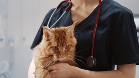 Professional Veterinarian with Stethoscope Holding a Red Maine Coon in a Contemporary Medical Veterinary Clinic Facility. Young Female Vet Looking at Camera and Smiling - Powered by Shutterstock - Get 15% off with code: PIKWIZARD15