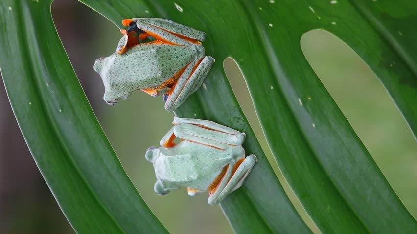 Beautiful javan tree frog sitting on branch, flying frog lined up on the bridge