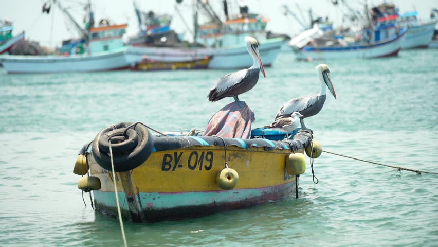 pepelicans on a fishing boat on the seashore