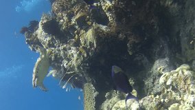 Vertical video of Hawksbill turtle bitting on coral reef with divers swimming behind