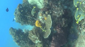 Vertical video of Healthy hard and soft coral reef with clouds of tropical fishes over it