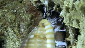 Vertical video of Sea snail with black and white stripes on mantle