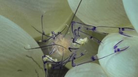 Vertical video of Bubble coral shrimp using its legs with a ball of food or sand