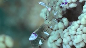 Vertical video of Magnificent anemone shrimp moving its body on bubble coral