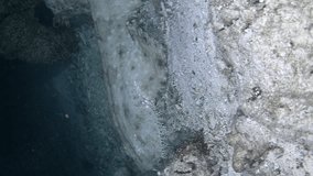 Vertical video of Tasselled wobbegong shark resting on rubble then starting moving