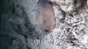 Vertical video of Tasselled wobbegong shark resting on sandy area with rubble