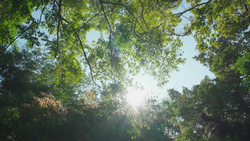 Beautiful summer morning. Sun rays break through foliage sky. Green leaves tree waving wind. sunbeams through trees low angle view.  Royalty-Free Stock Footage #1098856517