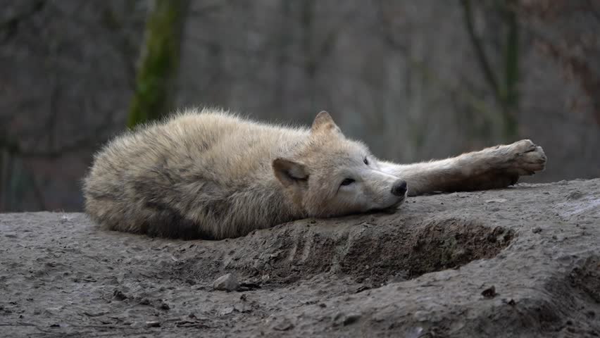 Arctic wolf resting in zoo | Shutterstock HD Video #1098856721