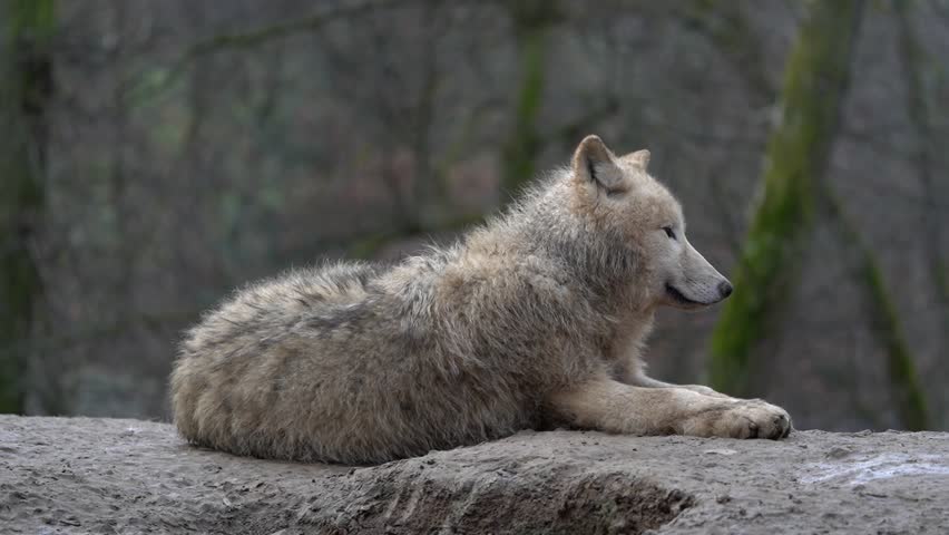 Arctic wolf resting in zoo | Shutterstock HD Video #1098856731