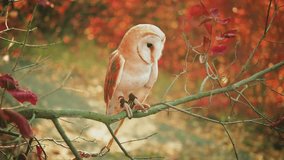 Tamed barn owl on walk, straps harness on paws. White poultry sits on tree branch enjoys nature, bird freedom. Background autumn trees red orange foliage bright sun light. Happy healthy pet. video 4k