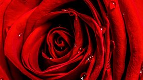 Red rose with water drops close up. The texture of the petals of a scarlet rose flower. 4k macro raw slow motion video 60 fps with slow camera movement.