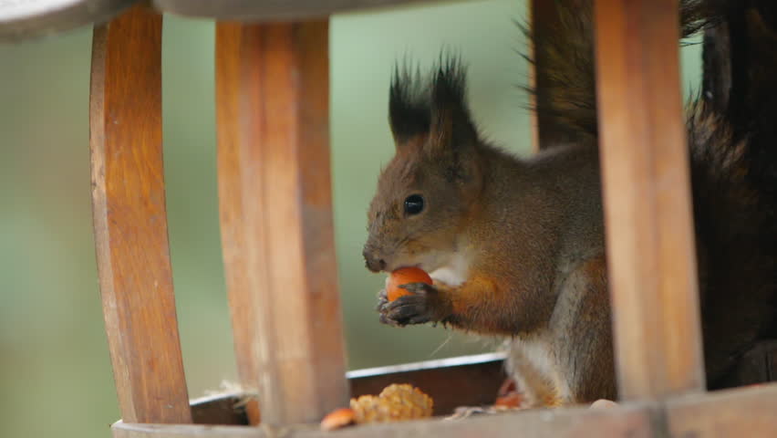 Squirrel sits on wooden feeder in park and eats hazelnuts. Fluffy rodent eats more before cold winter season. Autumn day in forest. | Shutterstock HD Video #1098862113
