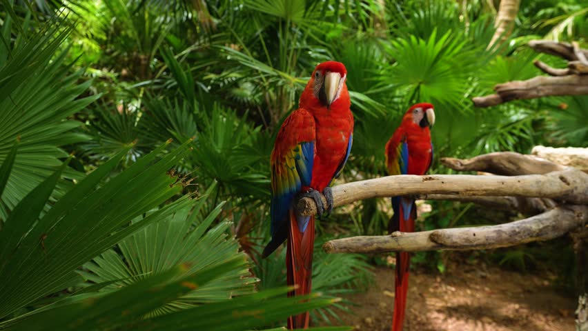 Close up red Macaw parrots in Caribbean tropical forest. Playa del Carmen, Quintana Roo, Mexico, located in the east of the Yucatan Peninsula, state Quintana Roo Royalty-Free Stock Footage #1098866137